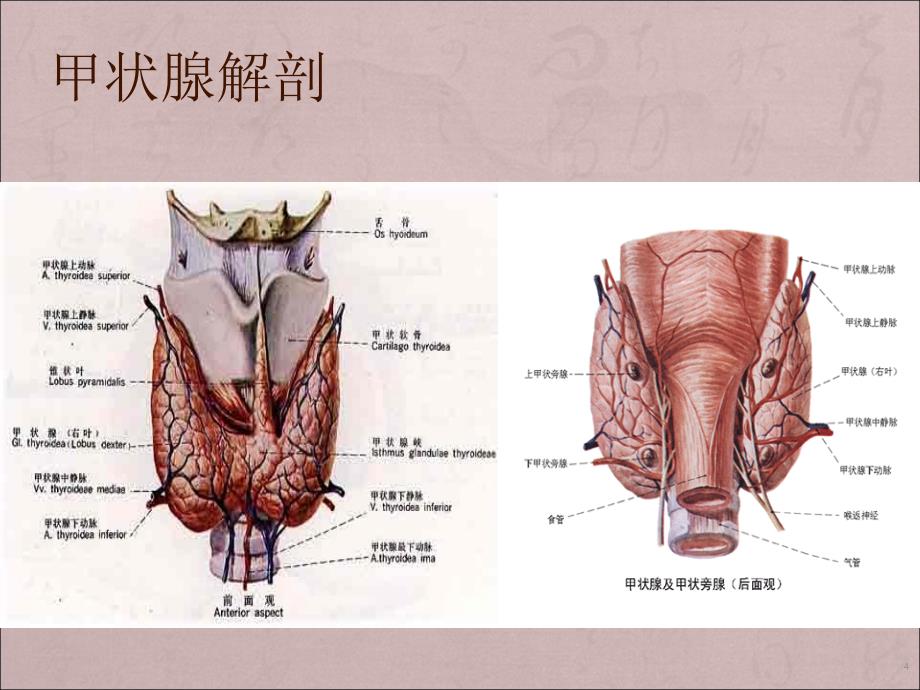 甲状腺炎PPT课件_第4页