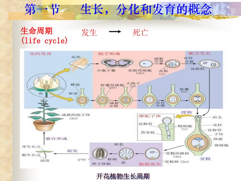 植物的生长生理课件_第4页