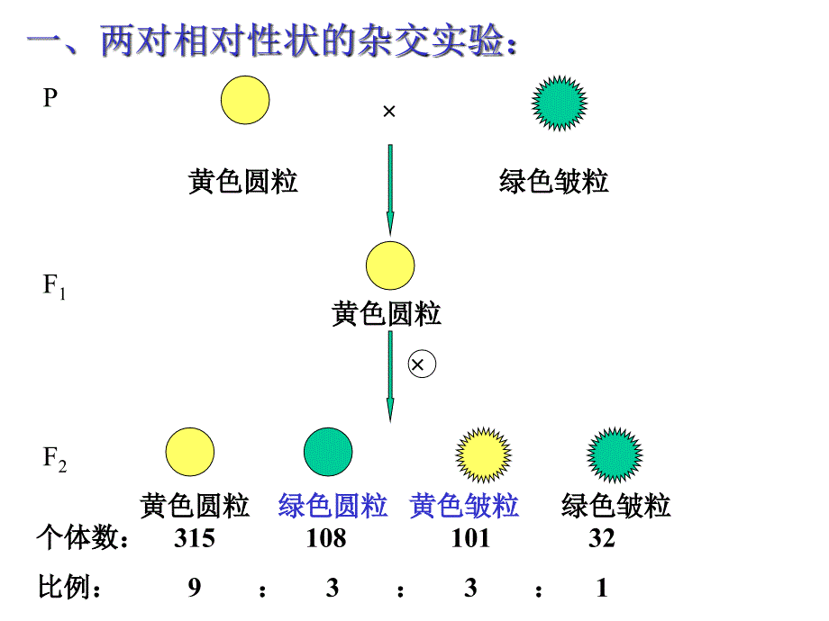 基因的自由组合定律一轮复习课件.ppt_第4页