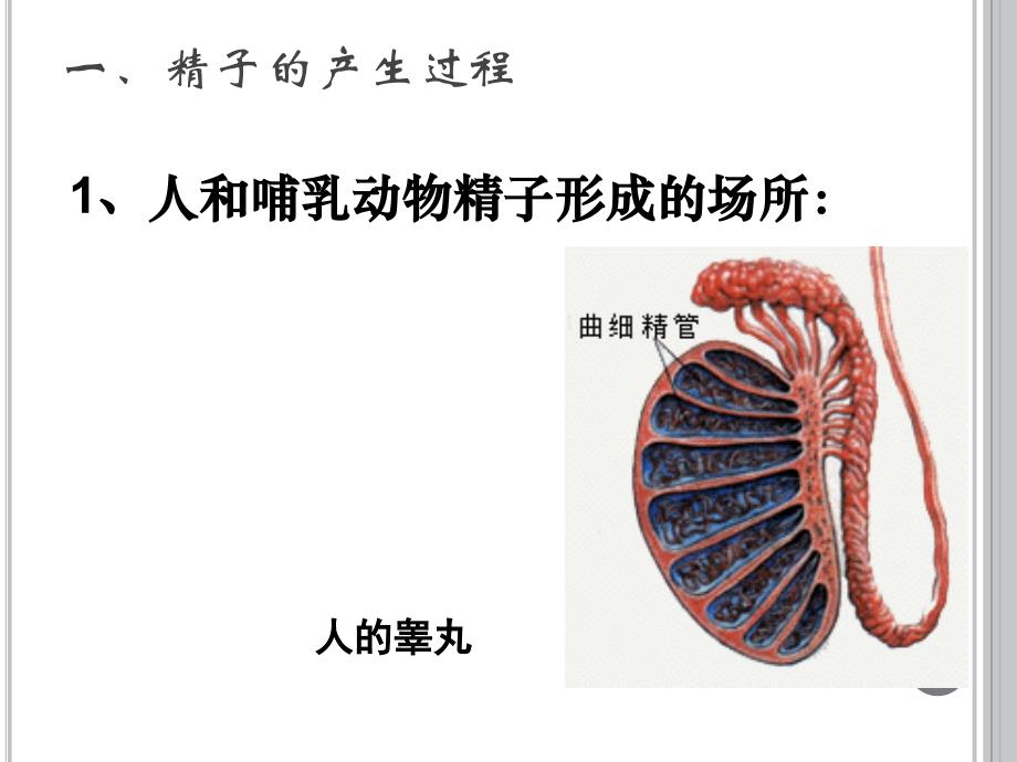 减数分裂141203_第4页