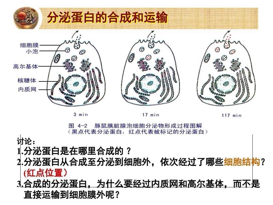 片段教学：分泌蛋白的合成和运输.ppt_第5页