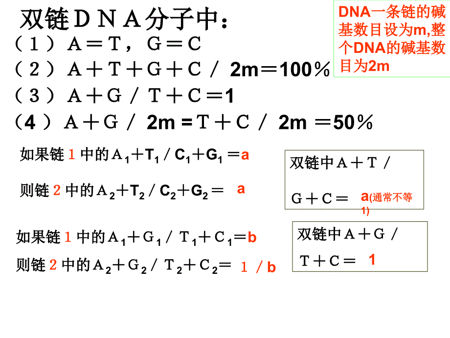 DNA中碱基计算的一般规律课件_第3页