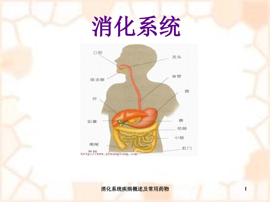 消化系统疾病概述及常用药物课件_第1页