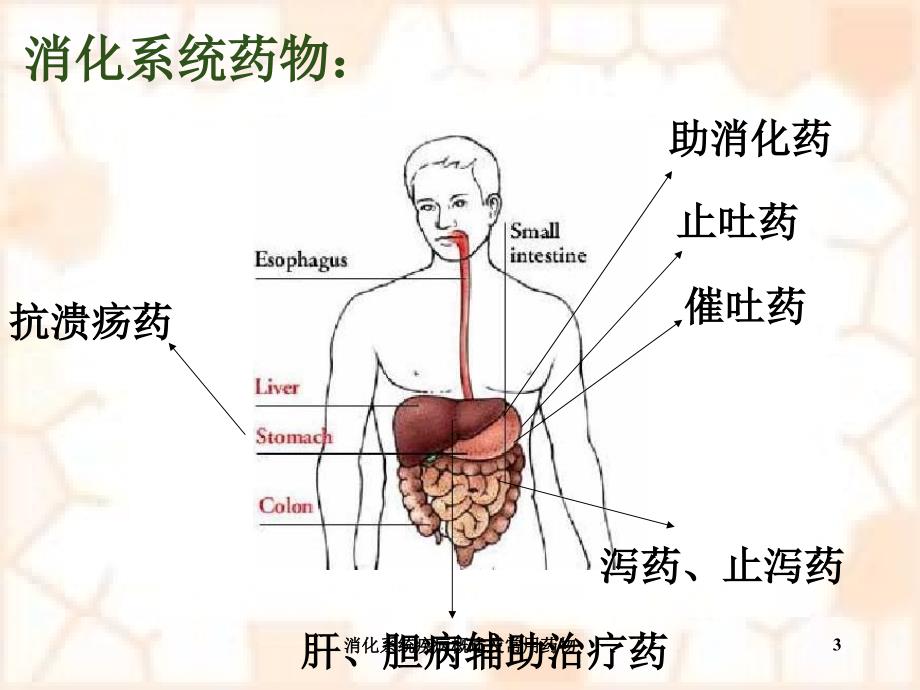 消化系统疾病概述及常用药物课件_第3页