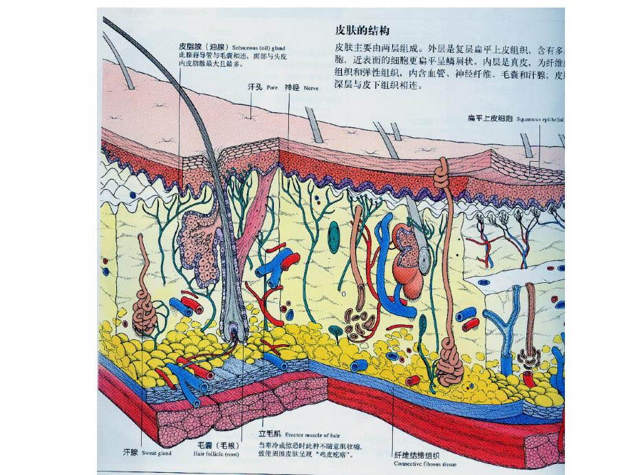 人体解剖学体被系统ppt课件_第4页