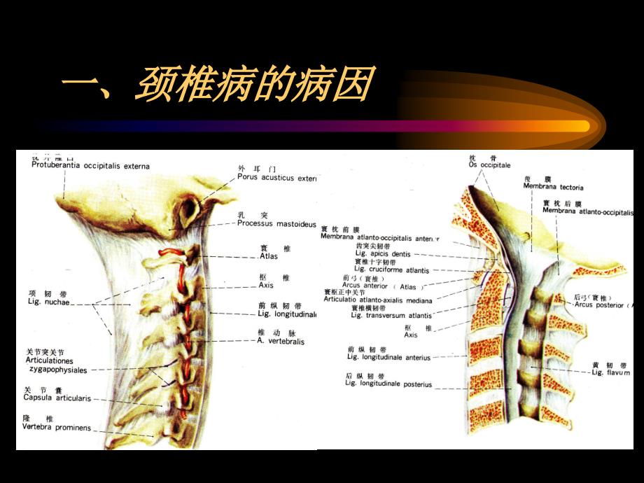 第六节颈椎病.ppt_第3页