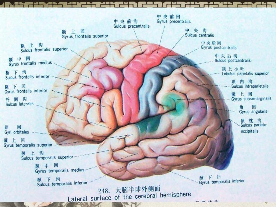 颅脑正常MRI表现阅_第3页