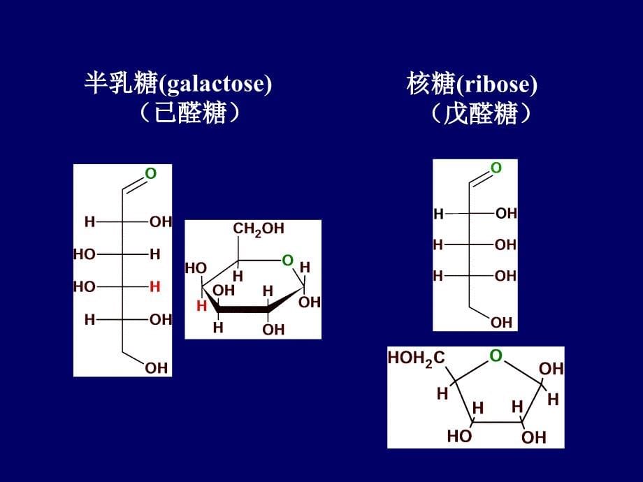 4第四章糖代谢_第5页