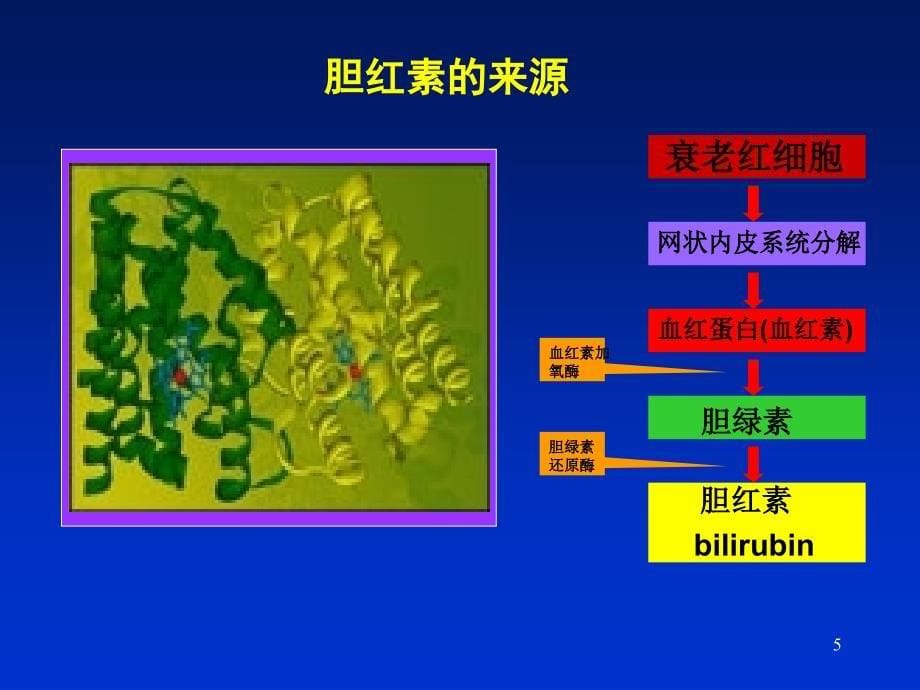 黄疸的诊断和治疗ppt课件_第5页