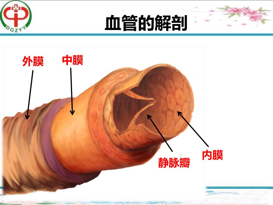 精选静脉血管穿刺技巧及留置针维护资料ppt课件_第2页