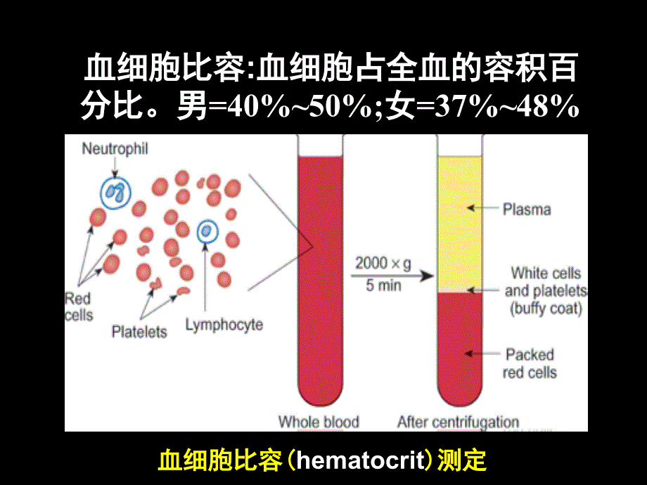 生理学课件：3.1 血液的组成和理化特性_第2页