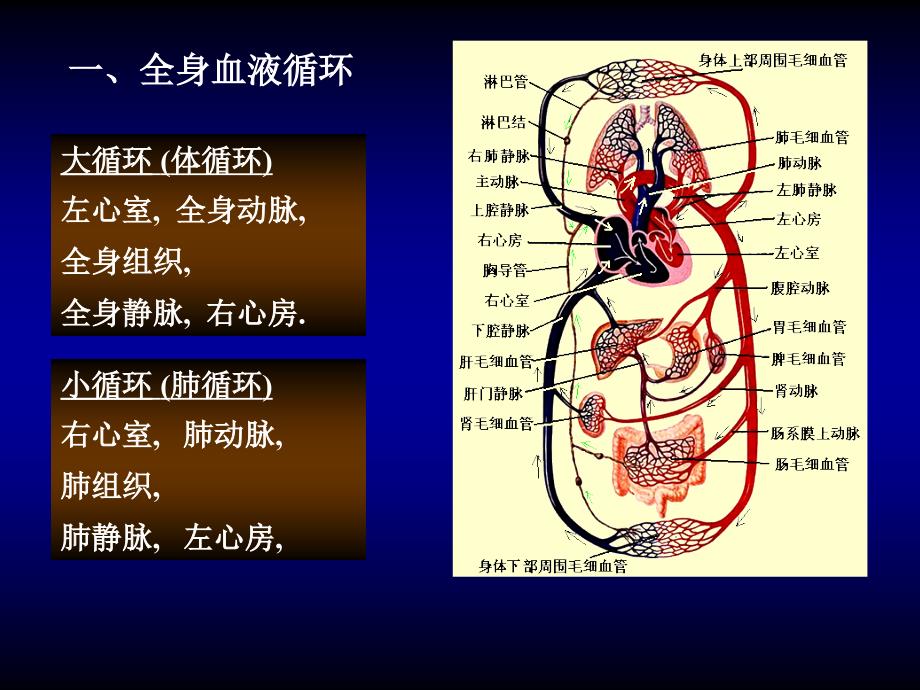 人体组织学与解剖学：03-循环系统_第4页