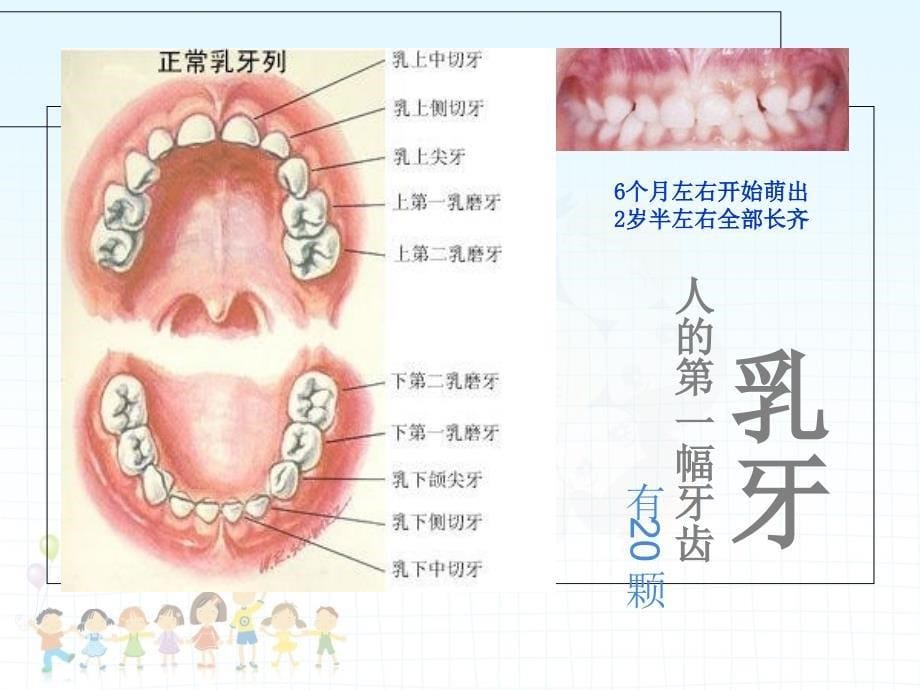 儿童口腔保健-本本_第5页