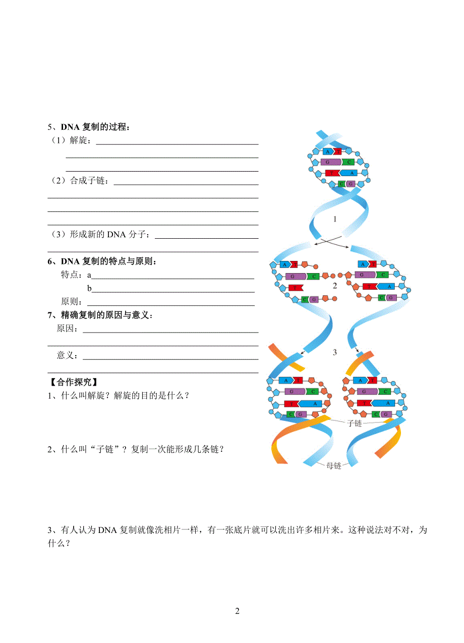 必修2第三章第3节DNA的复制_第2页
