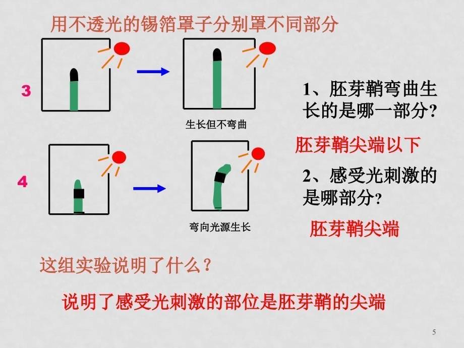 高中生物第三章第1节植物生长素的发现课件新人教版必修3_第5页