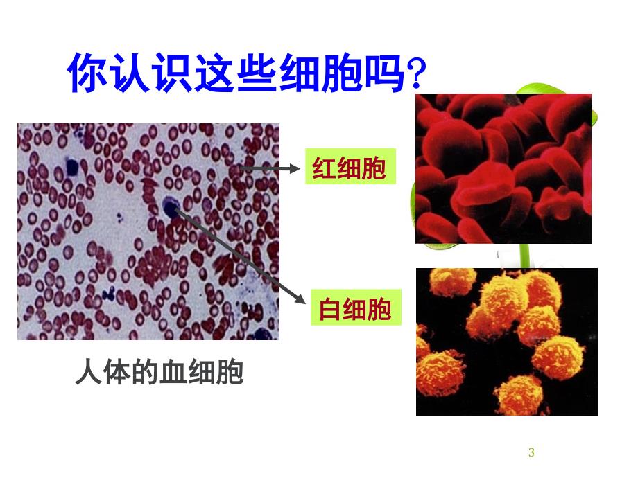 高一生物必修1_显微镜的使用.ppt_第3页