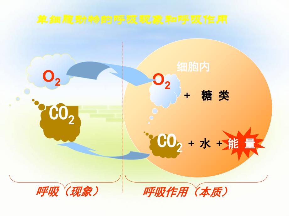 探究酵母菌细胞呼吸的方式_第3页