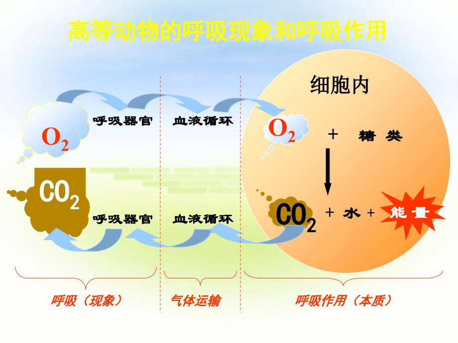 探究酵母菌细胞呼吸的方式_第4页