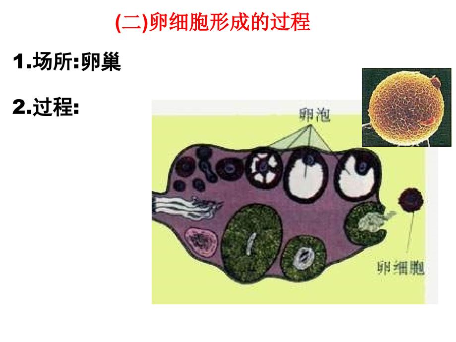 高一生物受精作用_第4页