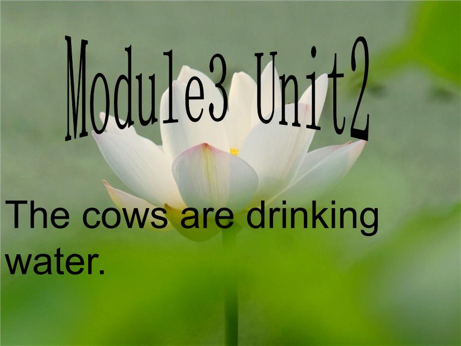 2022六年级英语下册Module3Unit2Thecowsaredrinkingwater课件6新版外研版_第1页