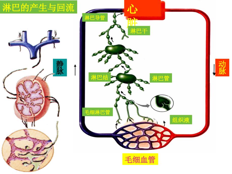 课件淋巴系统_第2页