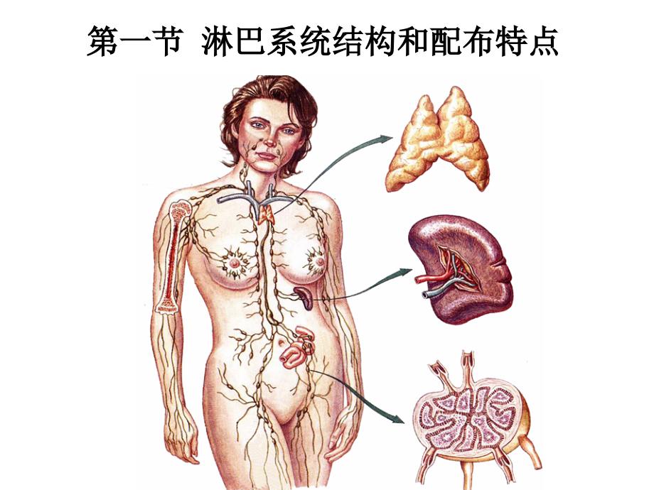 课件淋巴系统_第4页