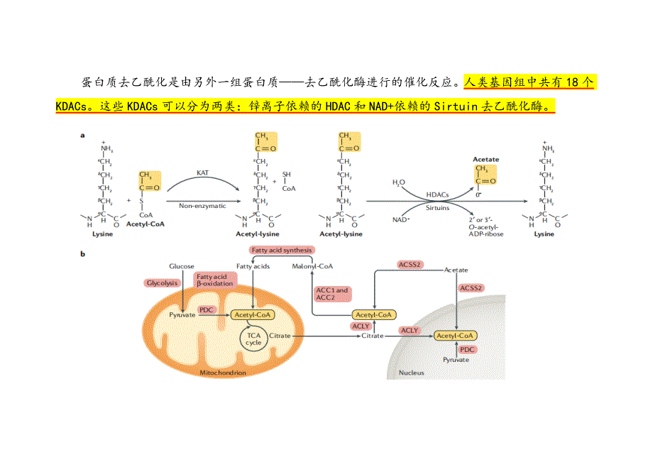 非组蛋白乙酰化修饰的功能与机制_第4页