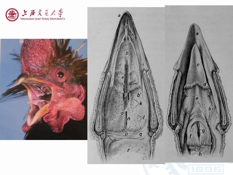 家禽解剖特点【沐风书苑】_第3页