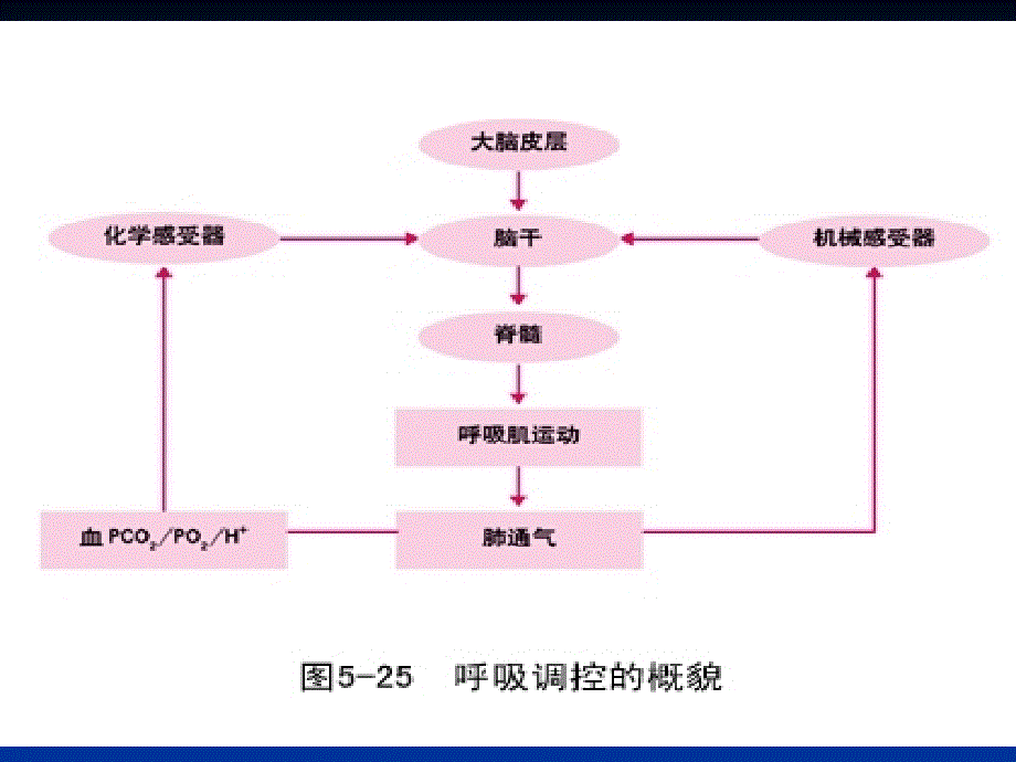 生理学课件：6-3呼吸系统_第4页