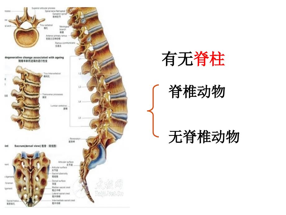 八年级上册第一章动物的主要类群复习PPT_第1页