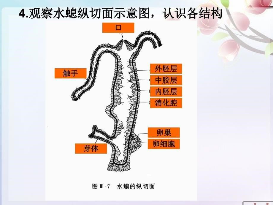 八年级上册第一章动物的主要类群复习PPT_第5页