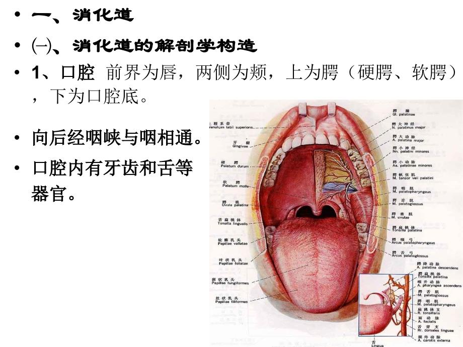 第八章--消化系统课件_第3页