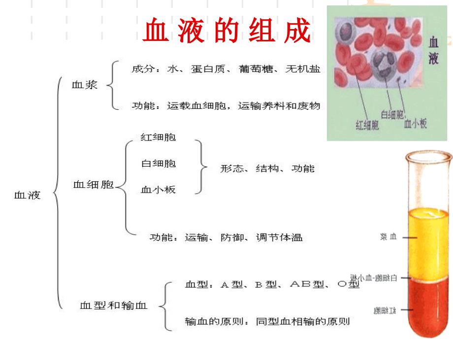 血液非细胞成分的_第2页