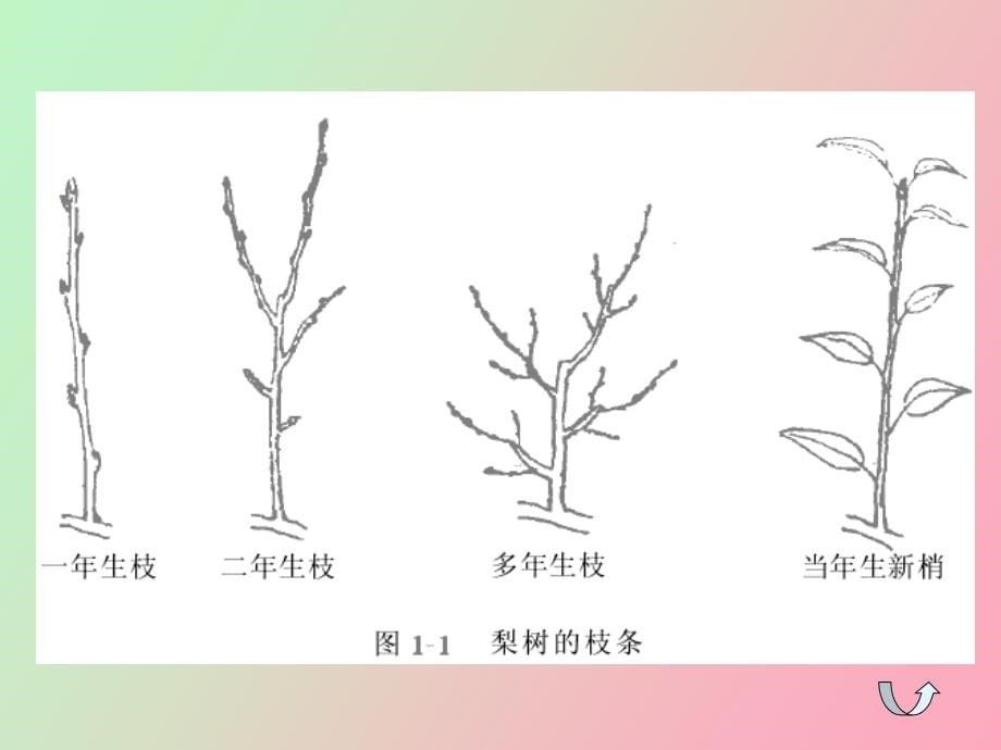 梨树整形修剪图解_第5页