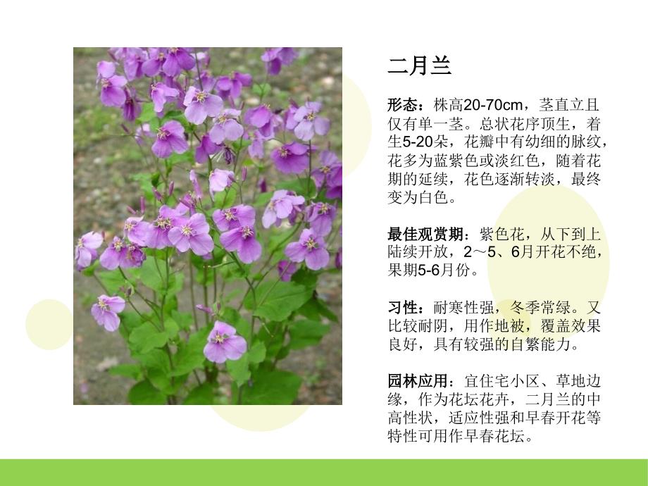 园林常用花卉PPT课件_第4页