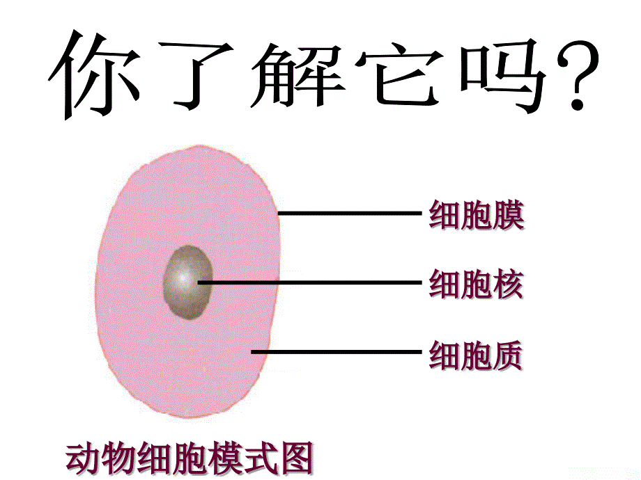 人教版七年级上第二单元第一章第四节生物细胞的生活.ppt_第3页