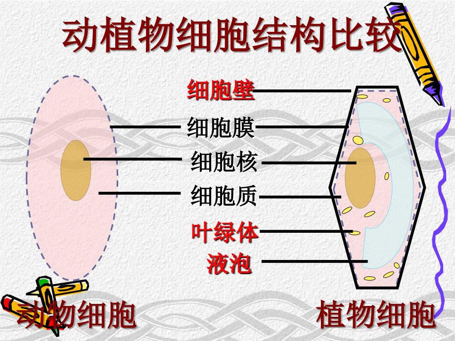 人教版七年级上第二单元第一章第四节生物细胞的生活.ppt_第4页