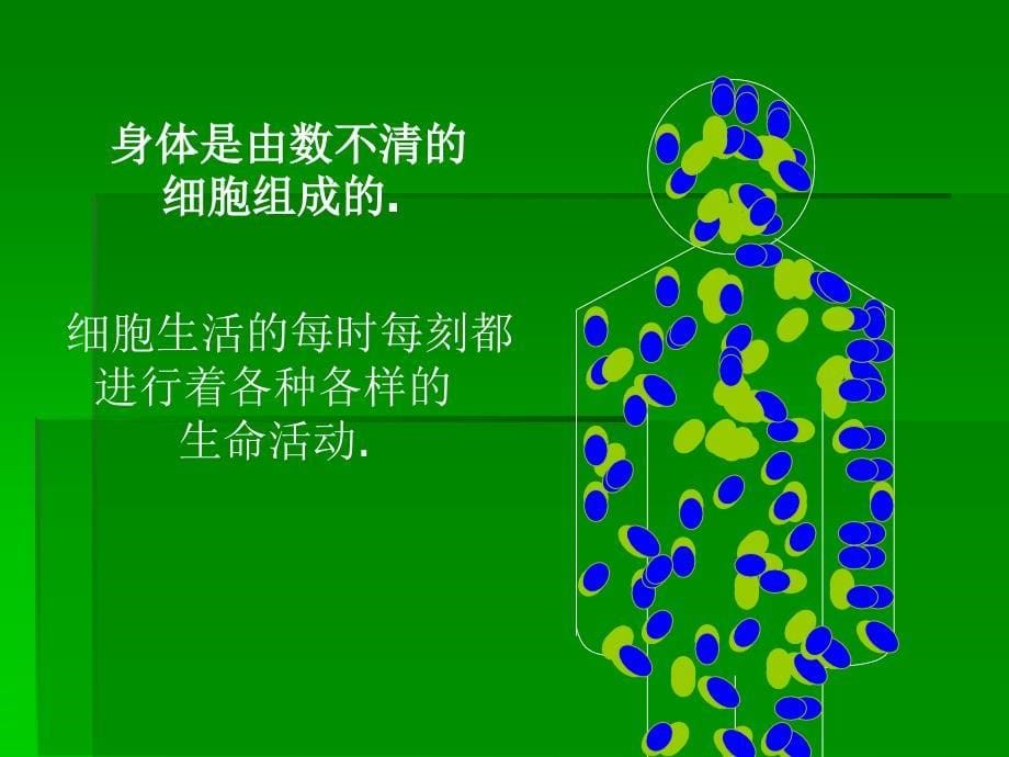 人教版七年级上第二单元第一章第四节生物细胞的生活.ppt_第5页