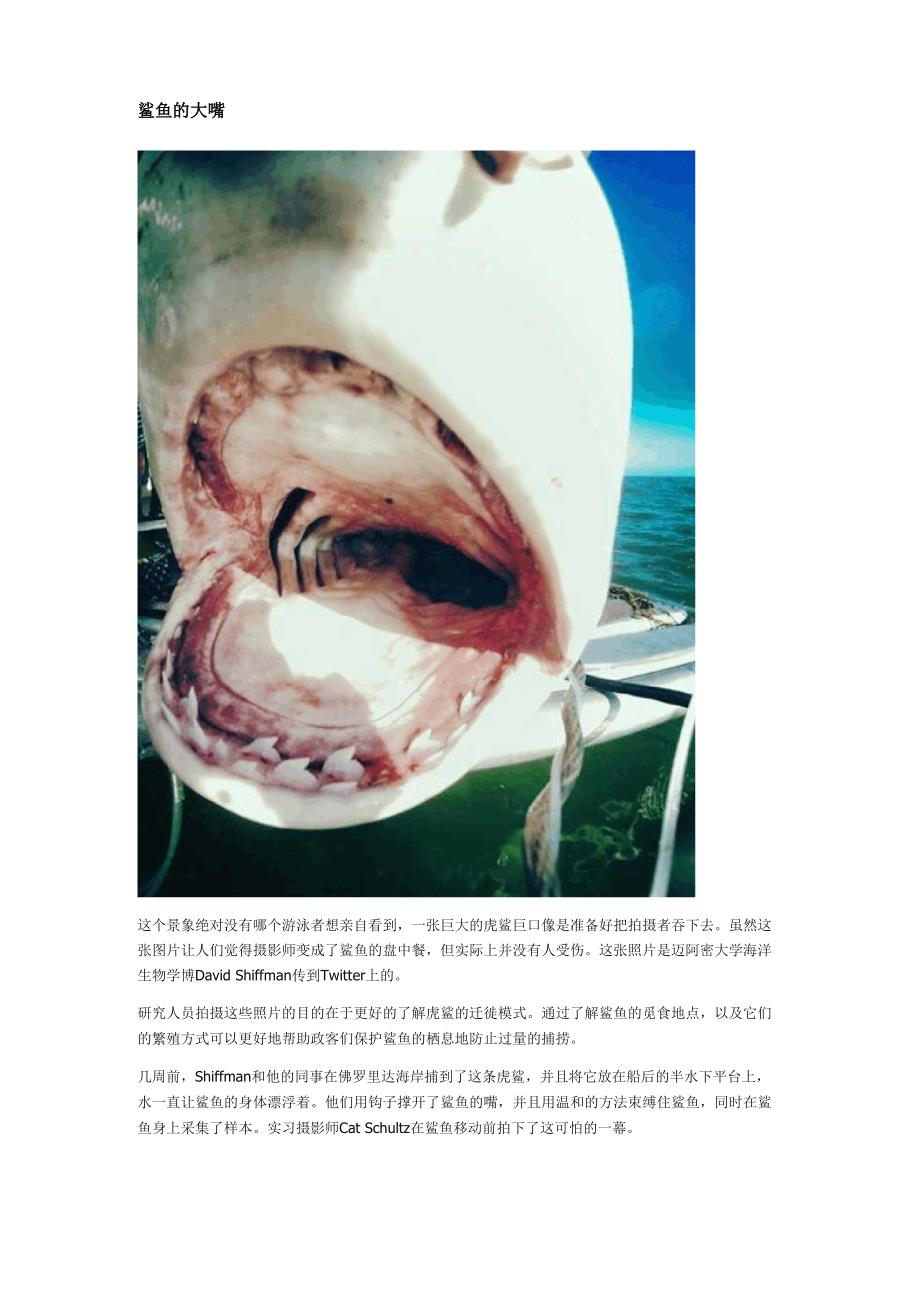 鲨鱼的大嘴_第1页