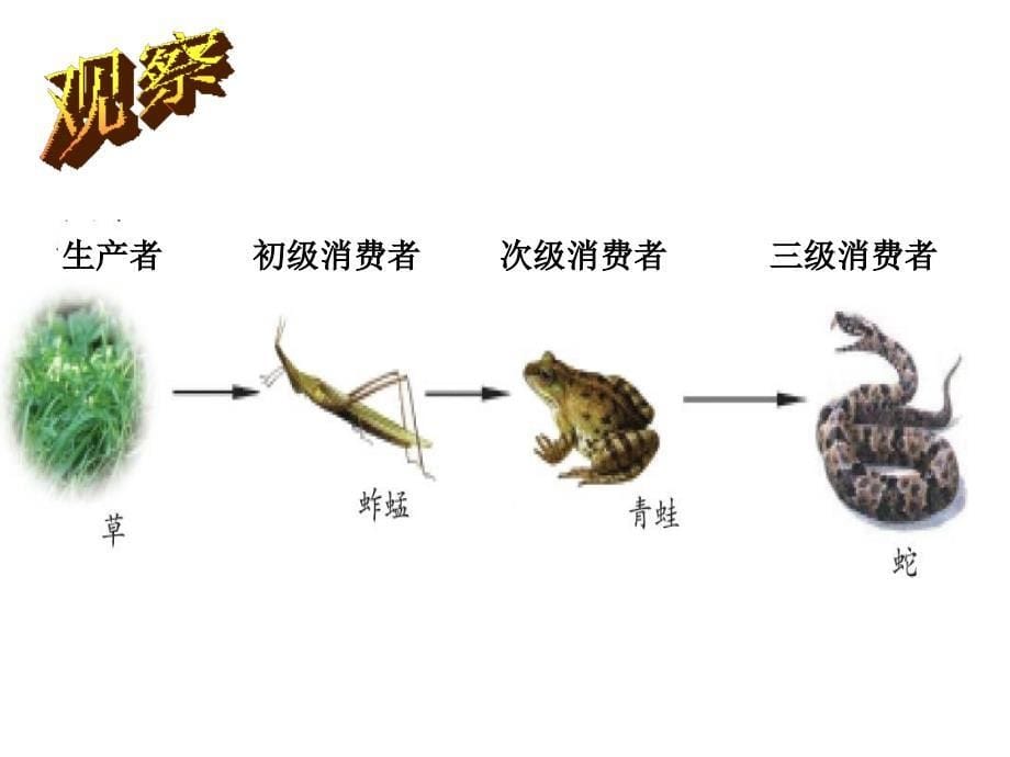 五年级上册科学课件1.5食物链和食物网教科版_第5页