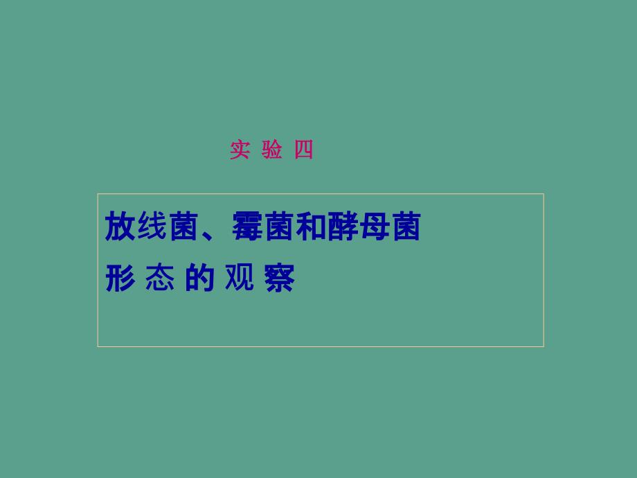 实验四放线菌酵母和霉菌形态的观察ppt课件_第1页