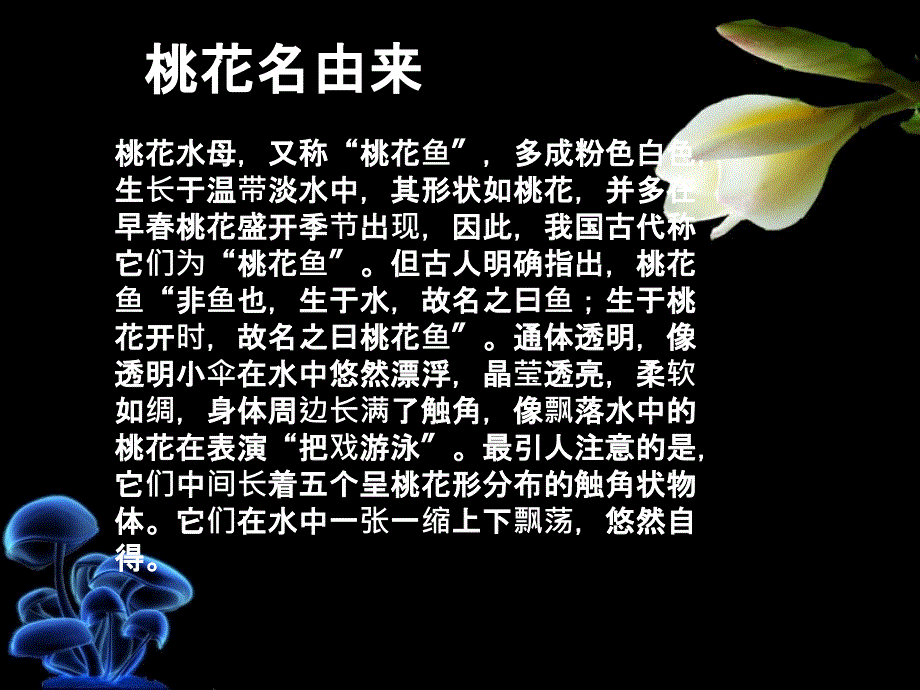 桃花水母（原版）_第4页