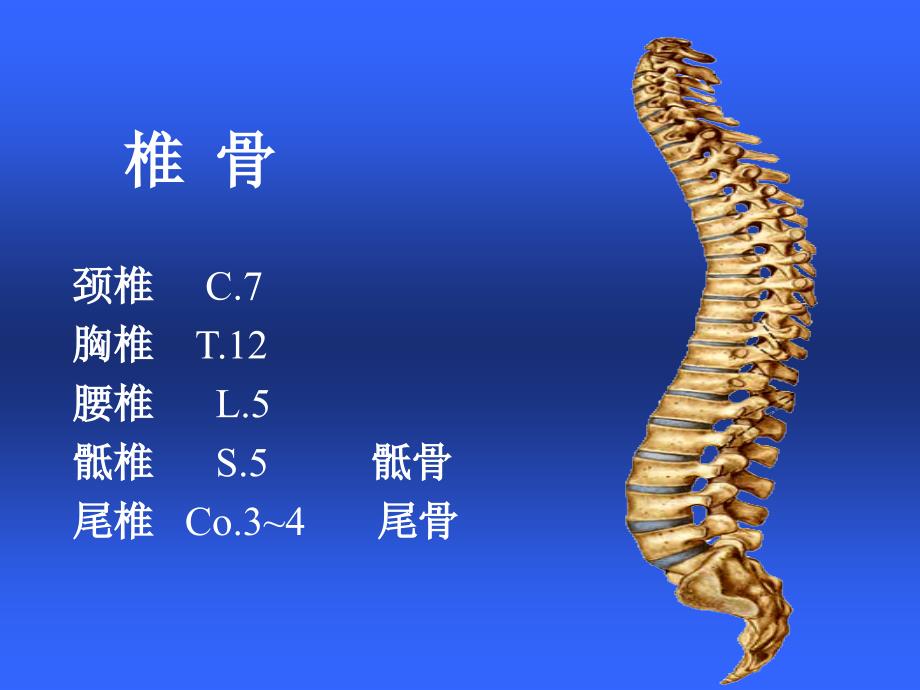 颈肩及腰腿痛讲座通用课件_第4页