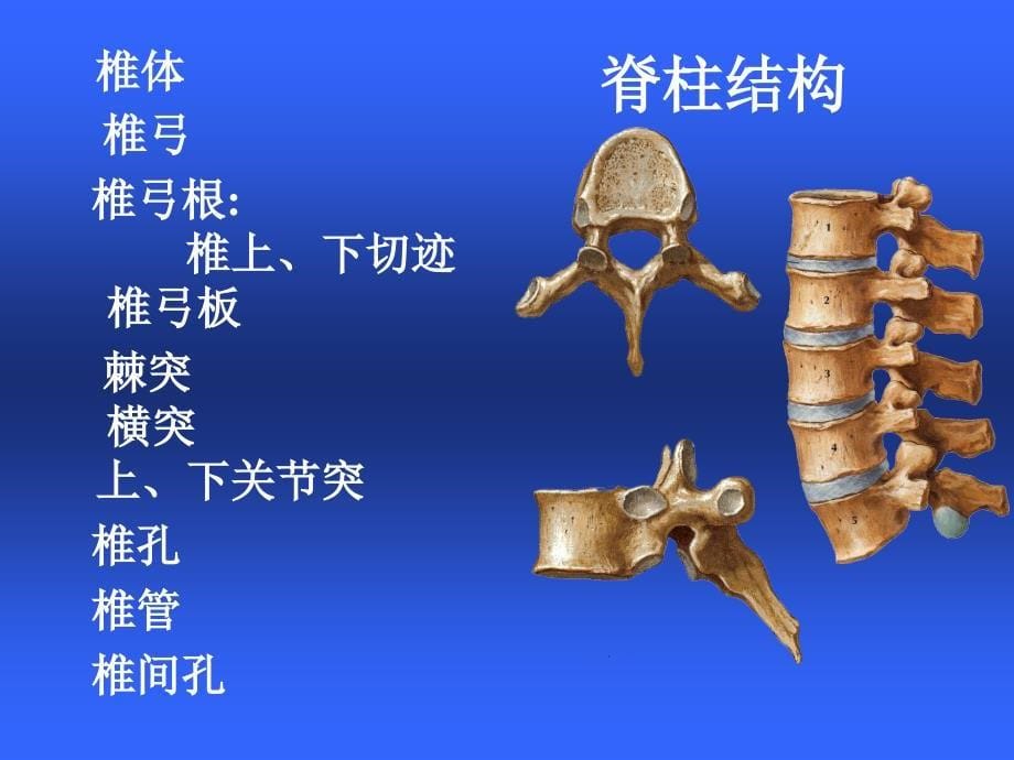 颈肩及腰腿痛讲座通用课件_第5页