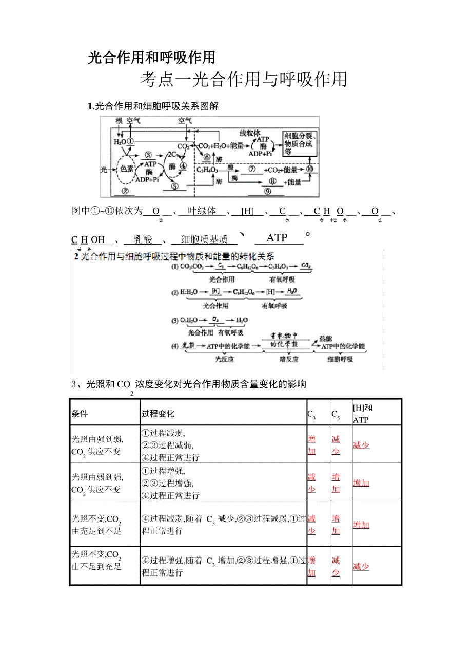 最好的光合作用基础知识点完整版_第1页