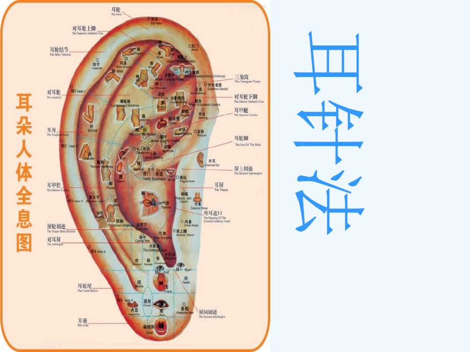 贴耳穴操作方便非常实用性课件_第1页