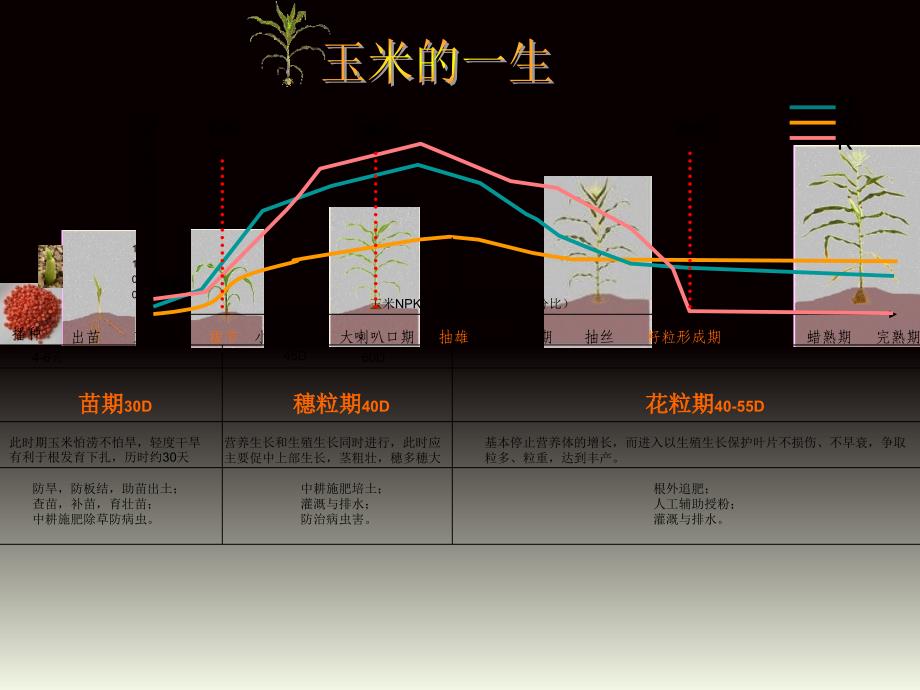 玉米的一生课件_第1页