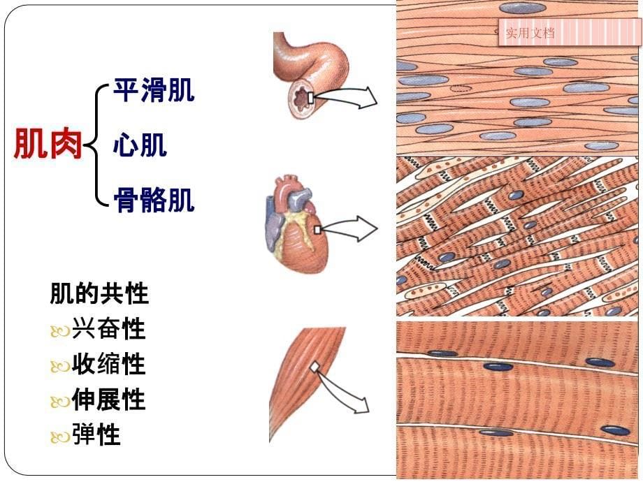 第二章-第二节-肌肉运动学课件_第5页