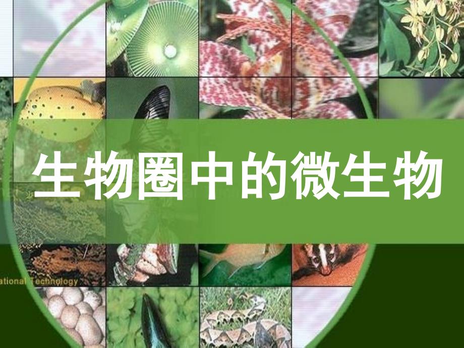 生物圈中的微生物 (2)_第1页