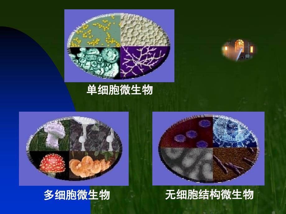 生物圈中的微生物 (2)_第4页